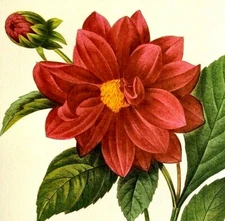 Pierre Joseph Redoute Flowers DALHIA double Botanical Art Print Book Plate 30