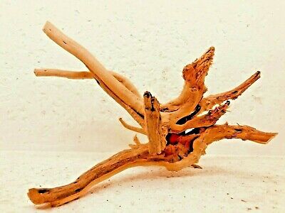 Acheter Superbe Racine Araignée  Mangrove Spider Root Mopani Bois 30x20x16cm    D9 Xl