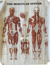 Vintage Anatomical Wall Chart Of Muscular System Physiotherapist Medical Poster