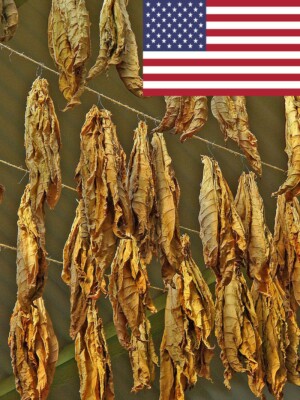 tennessee tobacco 1000 Tennessee Red Leaf Tobacco Seeds ~ Large Leaf Red Nicotiana Tabacum