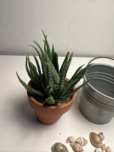American Girl Doll 18" Patio Decorations Aloe Plant Metal Bucket Seashells Beach - Picture 4 of 7