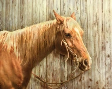 Horse Animal Fabric 36” X 44” Wall Panel Cotton Hold Your Horses Greg Giordano