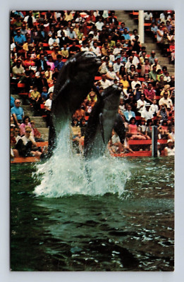 Homer Dolphin High Jump Sea World  Florida Postcard