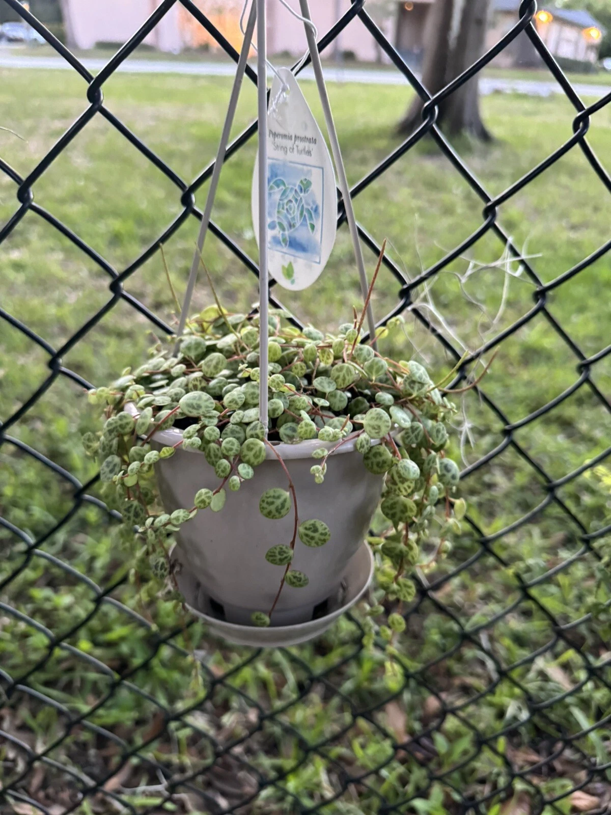 String Of Turtles