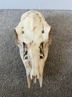Fallow deer doe skull (broken nose) description for more details