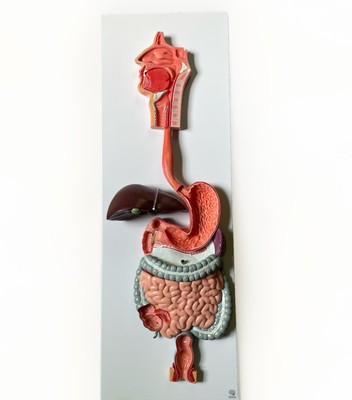 NEW VISCERA Digestive system 2 parts Human Medical Teaching Anatomical Model GI