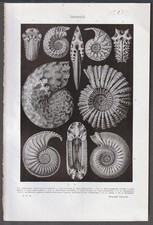 15273  STAMPA  AMMONITI - DOTTOR  FRANCESCO  VALLARDI - MILANO