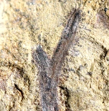 Big beautiful oldest vascular fossil land plant silurian branched Cooksonia
