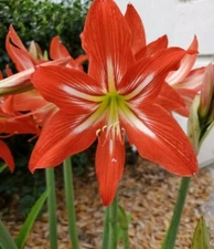 30+ Red St Joseph Heirloom Amaryllis Hippeastrum Seeds/Propagation Instructions