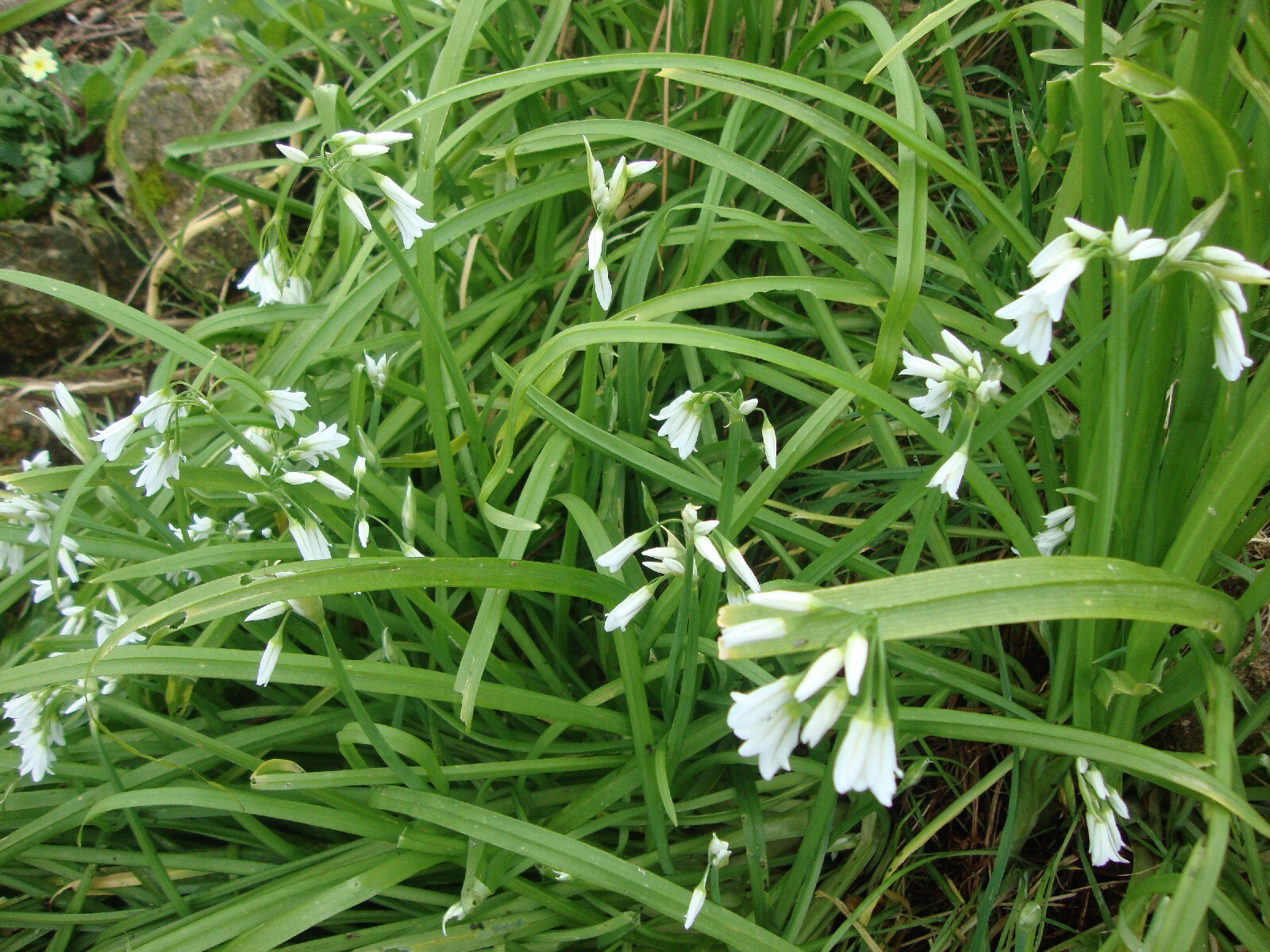 12 THREE CORNERED LEEKS Plants, Allium triquetrum, in the Green eBay
