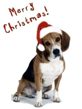 Pet Christmas Cards:Dog Beagle Xmas