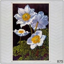 Anemone alpina Alpine Anemone Postcard (P875)