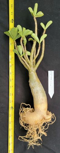 Adenium Obesum SEED Grown NOT Grafted RARE PURPLE Blooms 100% USA Grown Caudex15 - Picture 5 of 11