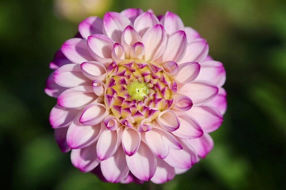 大丽花管簇 - 新鲜 — 第 3/4 张图片