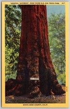 Postcard CA California Santa Cruz Co Big Trees Park General Sherman Redwood CA10