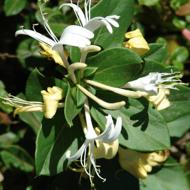 Lonicera Japonica Halliana - Flowering Honeysuckle Climber | eBay UK