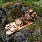 Icelandic Golden Root - Large and Old Wild Harvested Arctic Rhodiola Rosea
