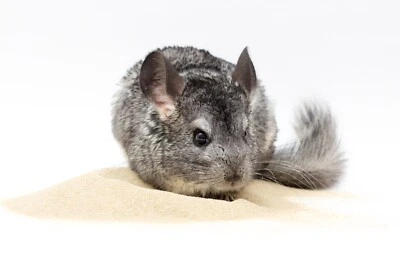 20Kg Chinchilla Natural Bathing Sand Dust Fur Coat Cleaning Safe Sepiolita - Image 1 of 4