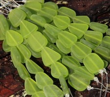 Small Free Form Flat Beads, Olive Green w/Frosted Matte Finish, 6 Beads