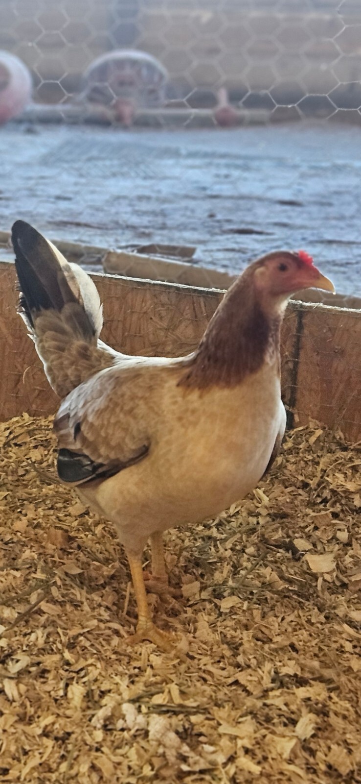 Possum sweater (blackwater line) 6 + hatching eggs game fowl eBay