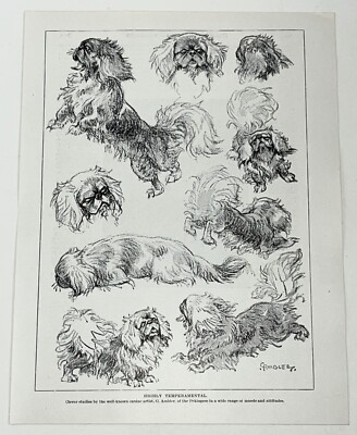 PEKINGESE HUNDERASSE - 1930er VINTAGE BUCHILLUSTRATION