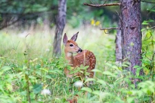 Fawn in the Meadow by Jim Cumming Wildlife Photography Giclee Print Ships Free
