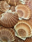 Natural Sea Washed Scallop Shells Flats 8-9cm | Craft Decor Beach Wedding