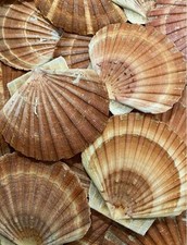 Natural Sea Washed Scallop Shells Flats 10–13cm | Craft Decor Beach Wedding