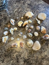 Sea Shell Lot