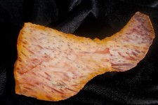 petrified-wood-colorful-polished-end-cut-specimen-188-grams-66-oz