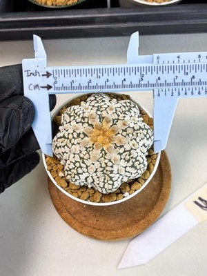 Astrophytum Star Shape (at2) (y3) | Rare Cactus