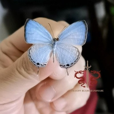 Butterfly specimen rare Jamides alecto, 1pc wings spread high quality A1/A-