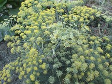 Semences Fenouils Bio