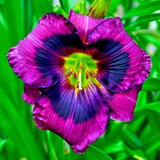 5 KANSAS KITTEN DAYLILY SEEEDS -  Hemerocallis 'Kansas Kitten'
