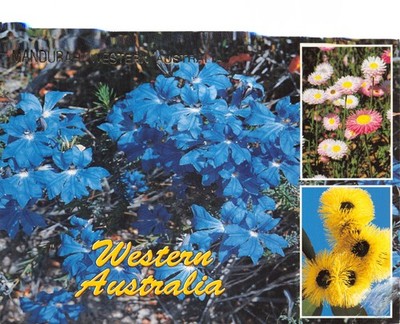 WESTAUSTRALIEN POSTKARTE WILDBLUMEN KONTINENTALE GRÖSSE GD PLUS SEHR GUT