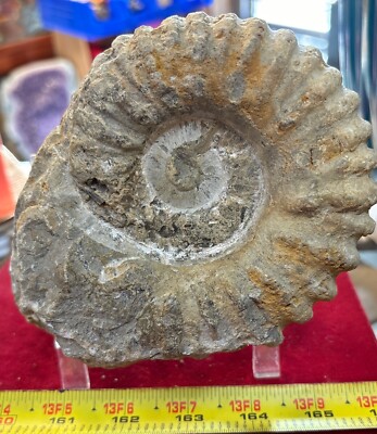Ammonite fossil mine rough Nautiloid Cambrian Madagascar 6  X 5 
