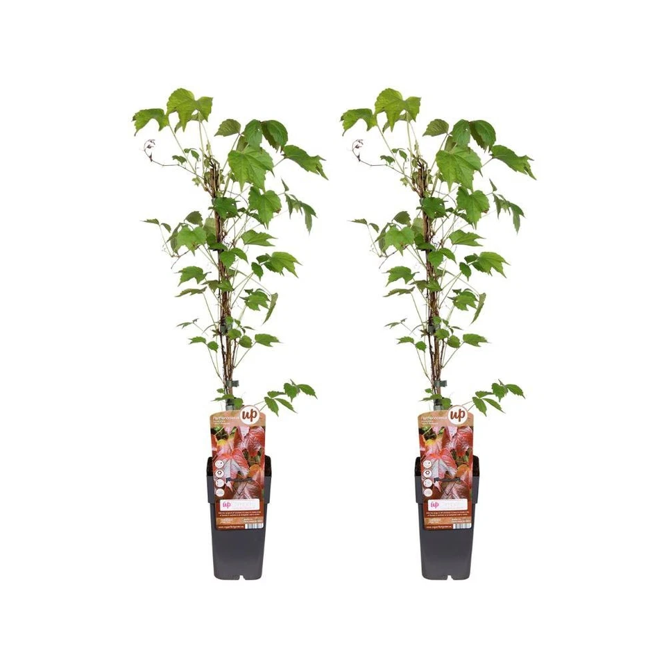 2x Wilder Wein Parthenocissus tricuspidata veitch boskoop - je Ø15cm - ↕65cm - Bild 1 von 1