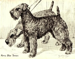 1930s Antique KERRY BLUE TERRIER Dog Print Nina Scott Langley Dog Art 3403-B