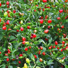 CHILE PEQUIN,BIRD EYE HOT PEPPER SEEDS. (50+ SEEDS)