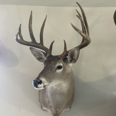 10 POINT WHITETAIL DEER 20.25  SPREAD SYMMETRICAL RESPECTABLE RACK