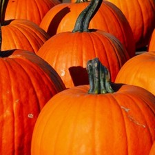 Connecticut Field Pumpkin Seeds | NON-GMO Pumpkin Seeds | Heirloom Garden Seeds