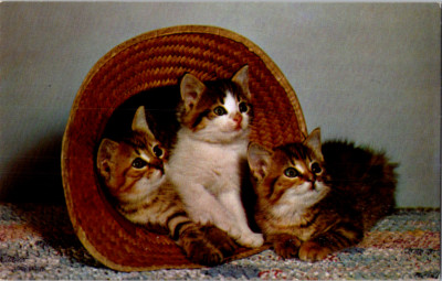Vintage Postcard Three Tabby Kittens in Wicker Basket on Colorful Carpet