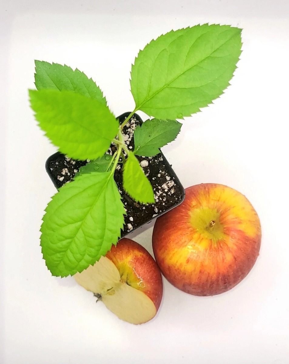 Envy Apple Seedlings, 5-10 Inches Tall | eBay