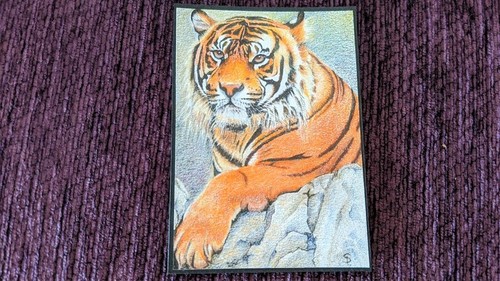 "Tiger" ACEO/ATC, Original Color Pencil Drawing Miniature 2020