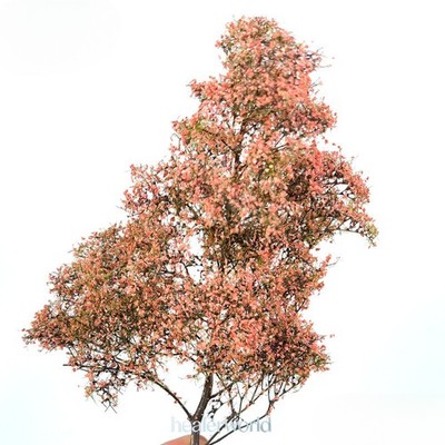 Seasonal Model Tree HO/OO Scale Miniatures Garden Greening Plant Railway Scenery