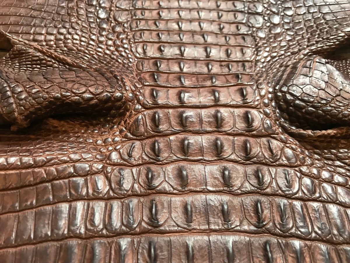 Brown Nile Crocodile hide Horn back 14