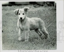 1981 Press Photo Mixed shepherd puppy - lra42886