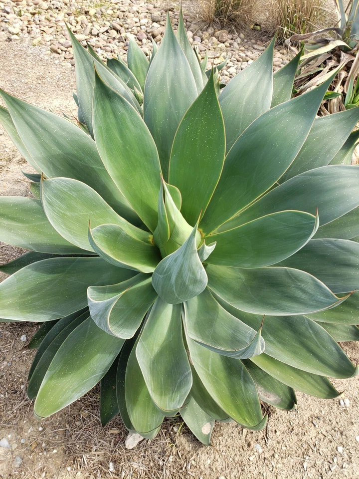 Agave Attenuata Foxtail tropical plant. 10 To 12 Inches. - Image 3 of 3