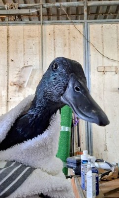 Purebred exibition Cayuga duck hatching eggs 10+