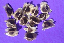  20 BIG Organic Moringa Oleifera Drumstick Seeds NON GMO Planting Super Food USA